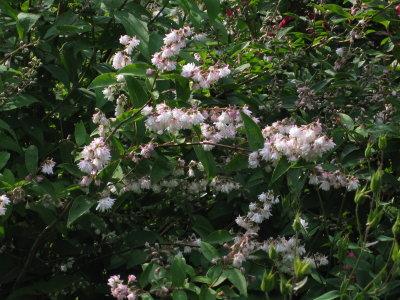 Deutzia IMG_4886.jpg