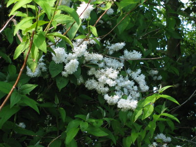 Deutzia IMG_4888.jpg