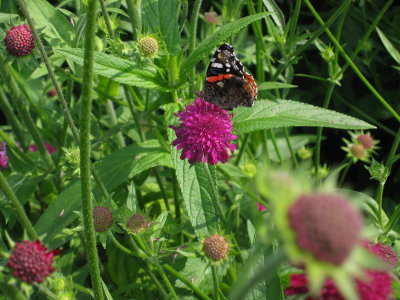Knautia macedonica 'Red Knight' IMG_4903.jpg