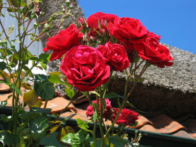 IMG_4927.jpg