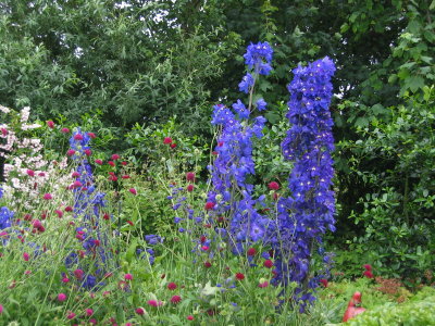 Ridderspoor IMG_4953.jpg