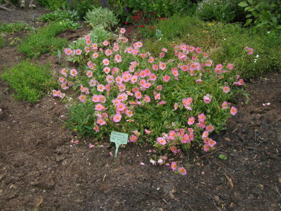 IMG_4955.jpg