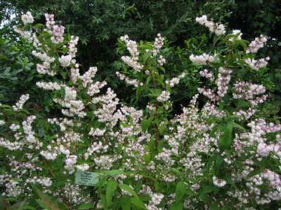 Deutzia IMG_4962.jpg