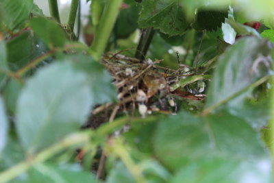 Nest in de roos, De groenlingen zijn uitgevlogen....