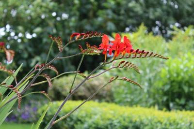 Crocosmia