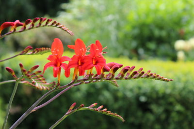 Crocosmia