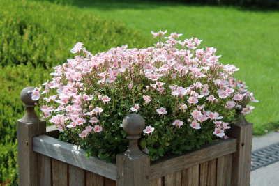 Diascia