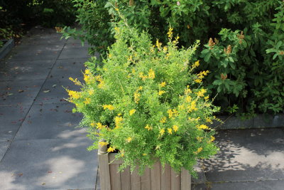 Genista spachiana
