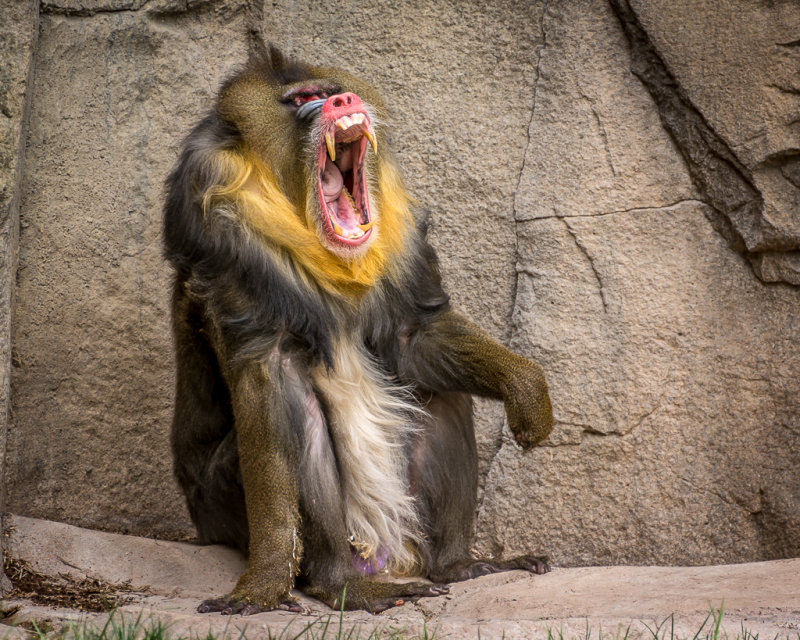 Just a yawn.