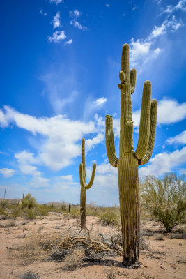 Maricopa Desert