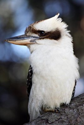 Kookaburra