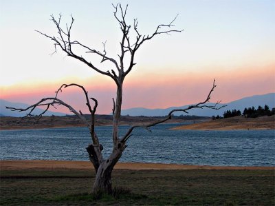 Tree at Sunset (Lake Jindabyne)