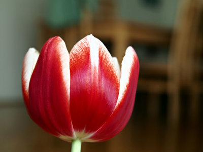 Tulip in Interior