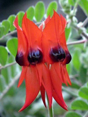 Sturt's Desert Pea