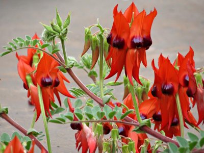 Sturt's Desert Pea