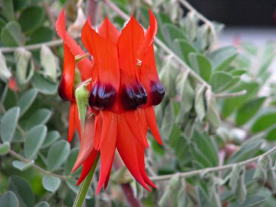 Sturt's Desert Pea