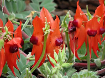 Sturt's Desert Pea