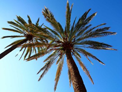 Palms in Palma