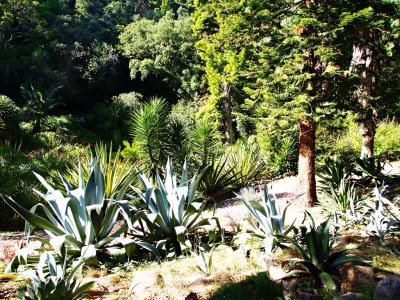 Monserrate Palace Park
