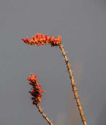 -Standing Tall - Arizona - 2009