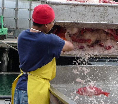 Fish Processing California-June, 2009