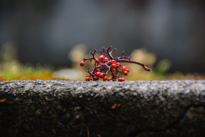 -Nature's Small Treats - Pacific Northwest-June, 2009