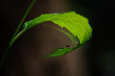 -Lovely Trap - Pacific Northwest-June, 2009