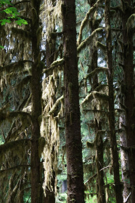 -Trees - Pacific Northwest-June, 2009