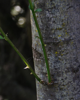 -<B>Not a Thorn</B> - <FONT SIZE=2>Pacific Northwest-June, 2009</FONT>