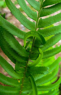 -Friends - Pacific Northwest-June, 2009