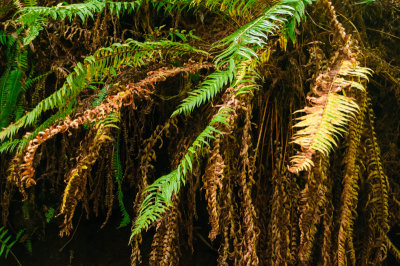 -Ferns - Pacific Northwest-June, 2009