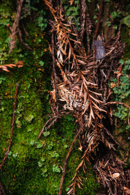 -Still Life - Pacific Northwest-June, 2009