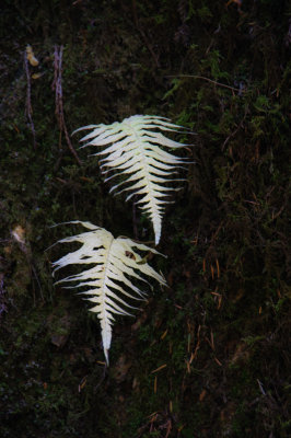 -Ferns in Black and White:1 - Pacific Northwest-June, 2009