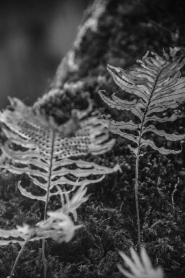 -Ferns in Black and White:2 - Pacific Northwest-June, 2009