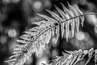 -Ferns in Black and White:3 - Pacific Northwest-June, 2009