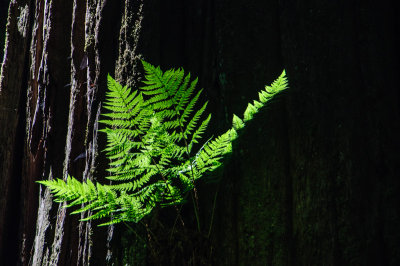 -Green Light - Pacific Northwest-June, 2009