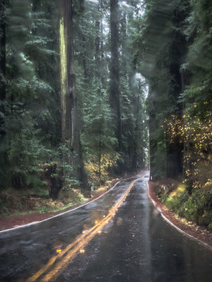 Highway Through the Redwoods Callifornia - December 2015