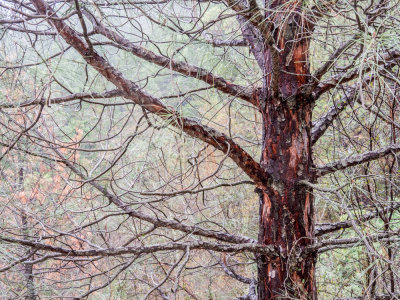 Tree in the Rain Callifornia - December 2015