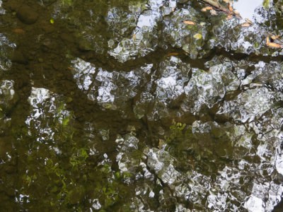 Reflected Branches  -Marin County, California - August - 2015