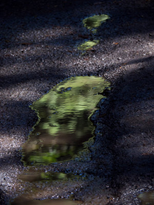 Beauty in a Puddle  -Marin County, California - August - 2015