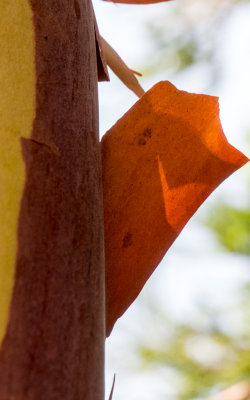 Fragility  -Marin County, California - August - 2015