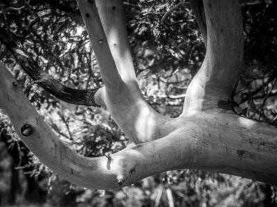 Limbs -Marin County, California - August - 2015