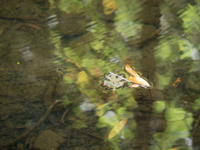 <B>Look Down</B> <BR><FONT SIZE=2> -Marin County, California - August - 2015</FONT>