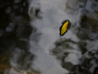 Lonely Floater  -Marin County, California - August - 2015