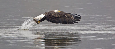 Conowingo