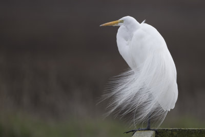 Egrets