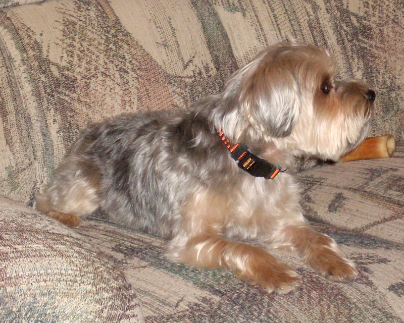 Reggie 3 Mar 2010.jpg