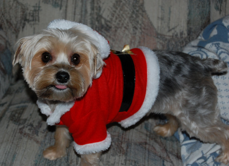 Reggie Christmas 2012 A.jpg