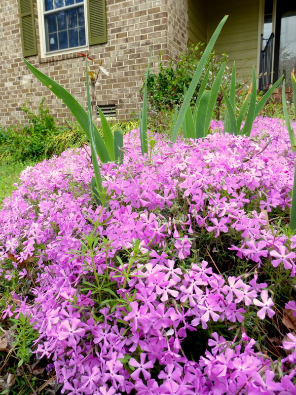 P1000816.JPG