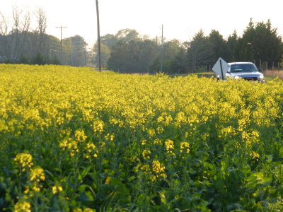 P1000854.JPG